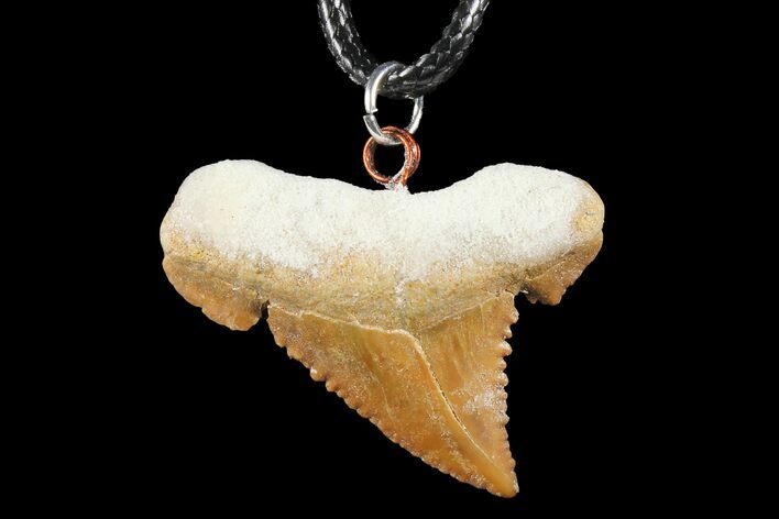 Fossil Shark (Palaeocarcharodon) Tooth Necklace -Morocco #110201